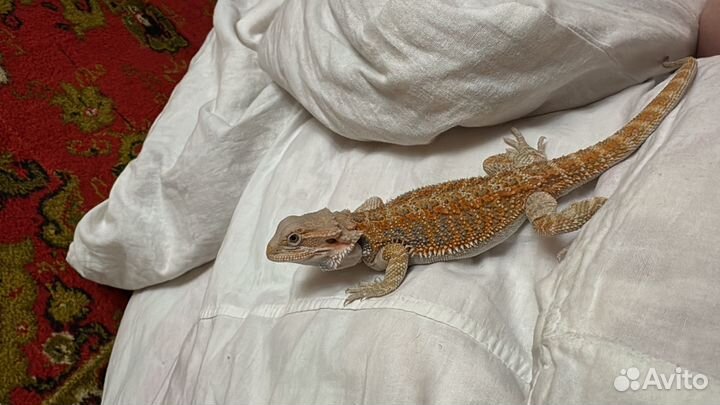 Бородатая агама,самец 5 мес