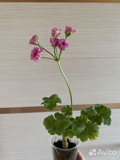 Крассула мани мейкер вар мерлизон 2 династия даджи