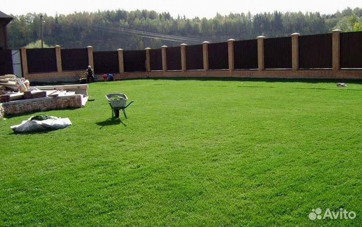 Семена газона