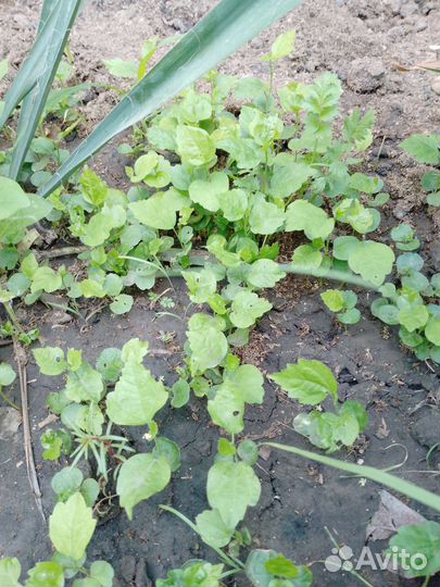 Гибискусы молоденькие