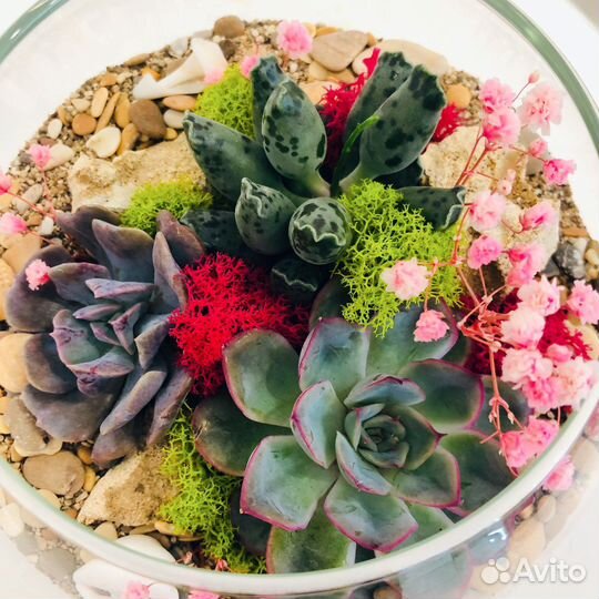 Флорариум с суккулентами