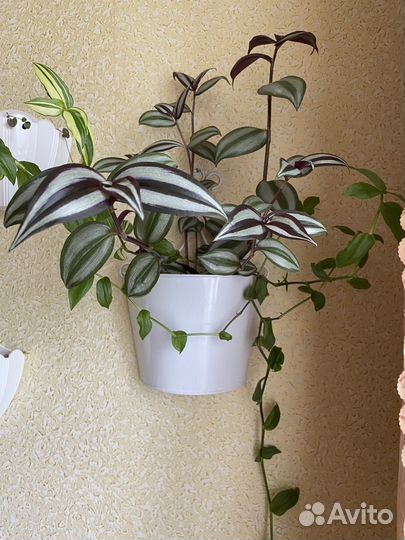 Традесканция