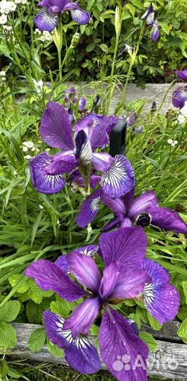 Многолетники