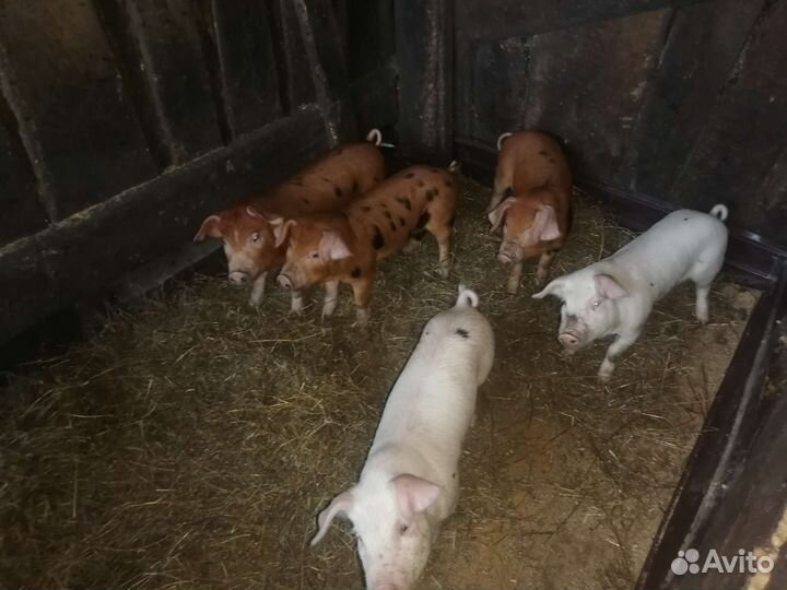 Поросята ландрас дюрок