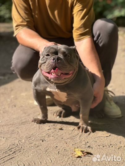 Американский булли покет девочка
