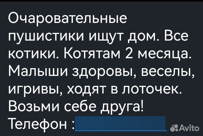 Котики в добрые руки