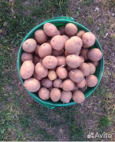 Семенной картофель