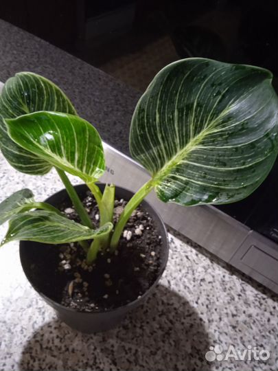 Филодендрон