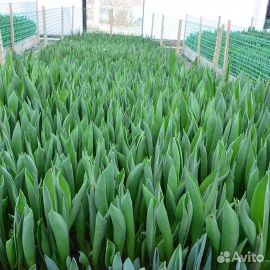 Цветы тюльпаны