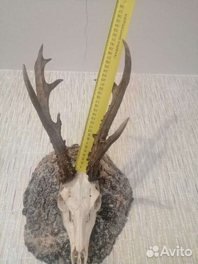 Рога косули