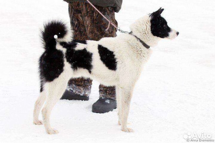 Кобель рел для вязки