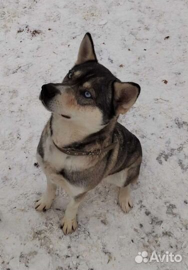 Алиса в добрые руки