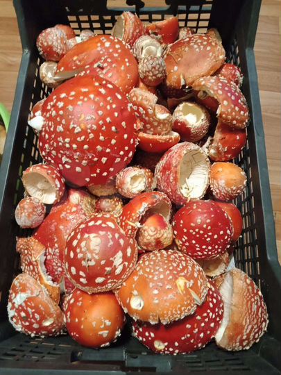 Участок 15 сот. (ИЖС)