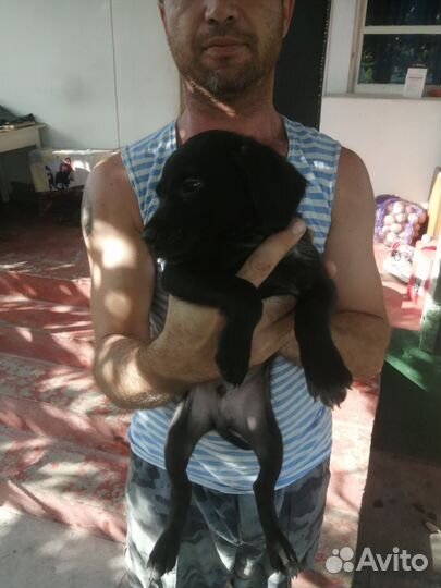 Щенки в добрые руки