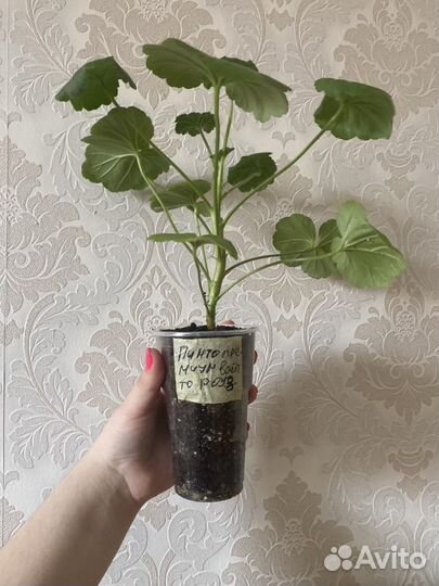 Пинто премиум вайт