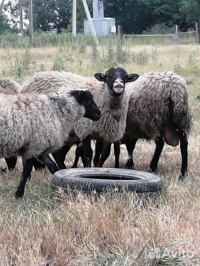 Бараны рамановские. Молодёжь