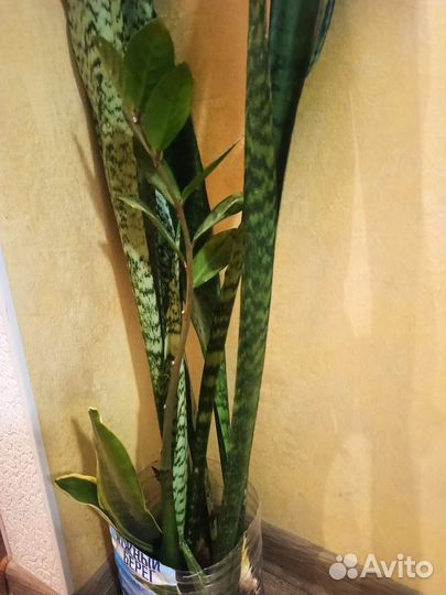 Сансевиерия