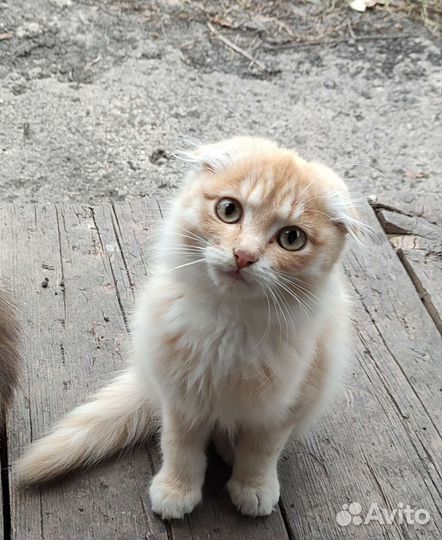 Котята в добрые руки бесплатно