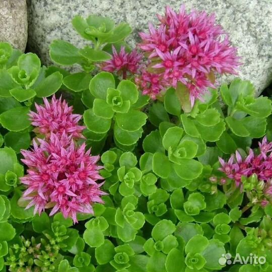 Многолетники для сада