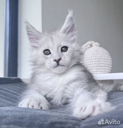 Мейн-кун Шадед