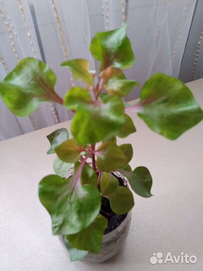 Альтернантера