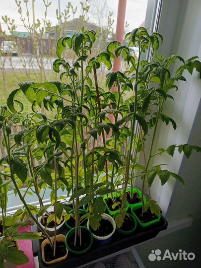 Рассада помидор