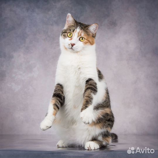 Ласковейшая трехцветная кошка Сильвия