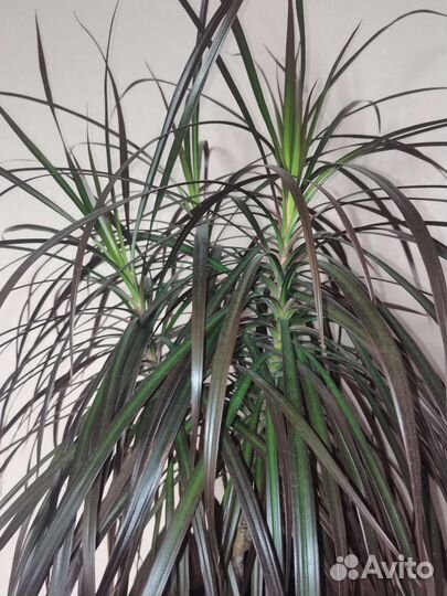 Пальма драцена