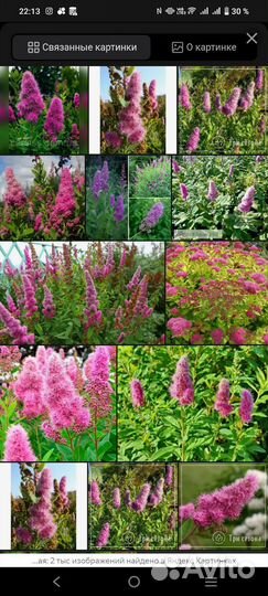 Продам саженцы спиреи