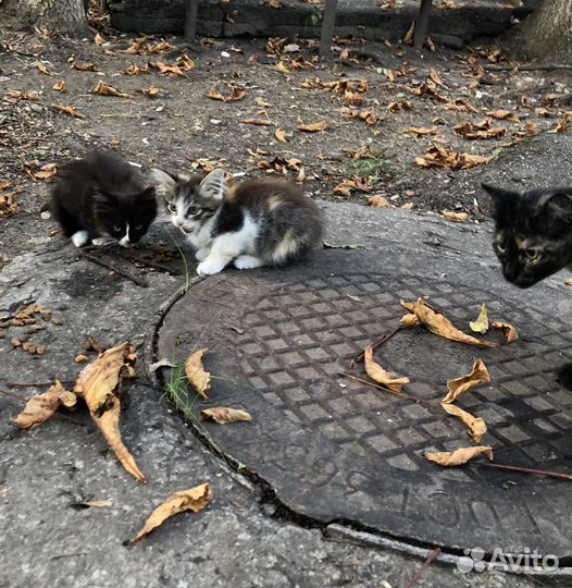 Котенок девочка