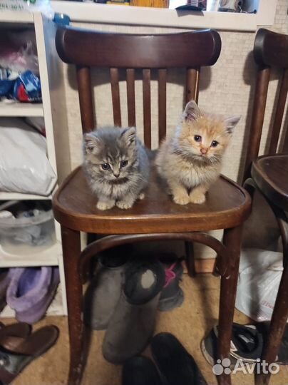 Кошка в дар