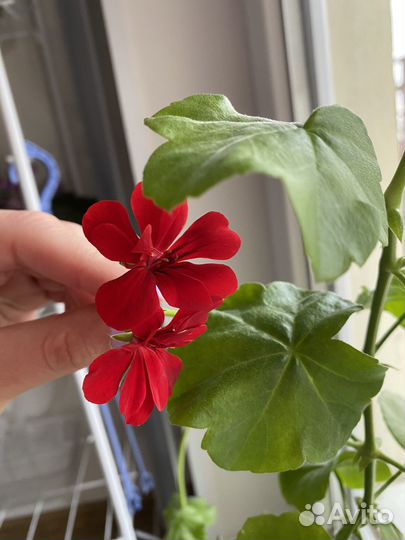 Герань пеларгония