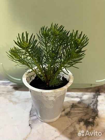 Декоративные растения для сада