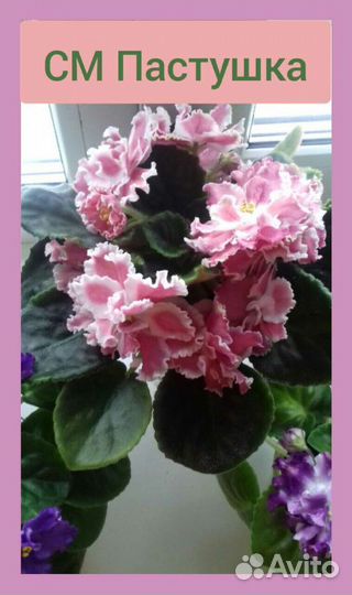 Фиалка сортовая