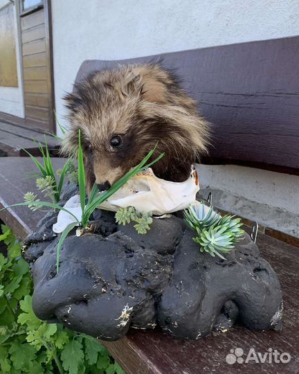 Чучело енотовидной собаки