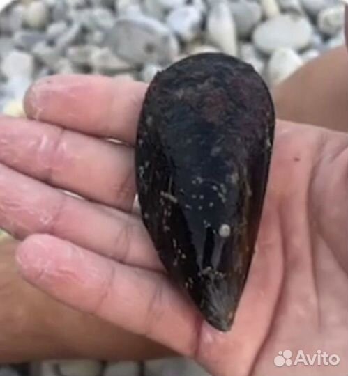 Мидии черноморские