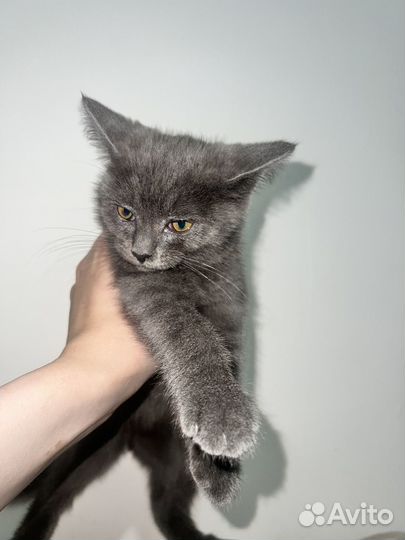 Котенок