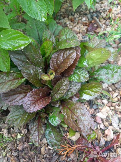 Живучка ползучая