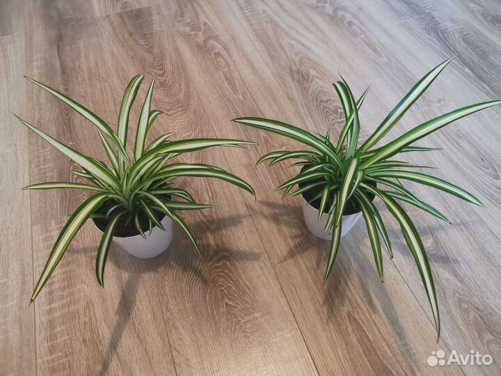 Хлорофитум (Кучерявый Бонни) 2 шт в горшках