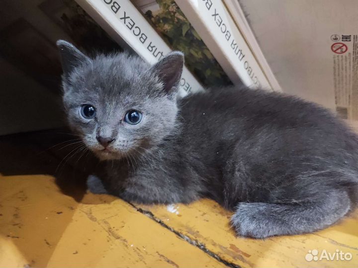 Кошки в добрые руки