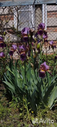Ирис