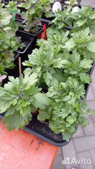 Хризантемы мультифлора