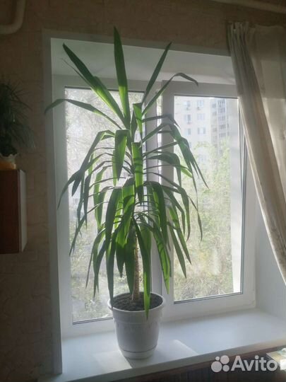 Пальма юкка