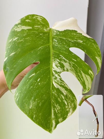 Монстера Альба & Адансона & Стандлейана