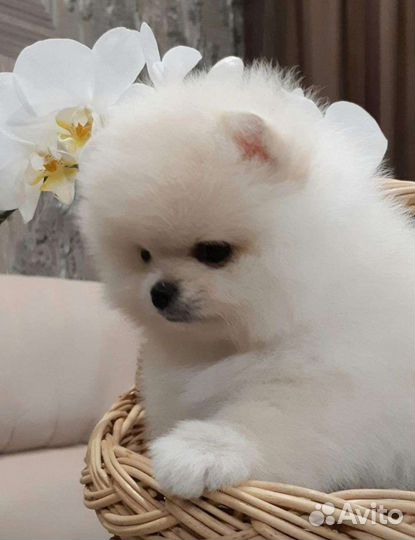 Померанский шпиц медвежьего типа