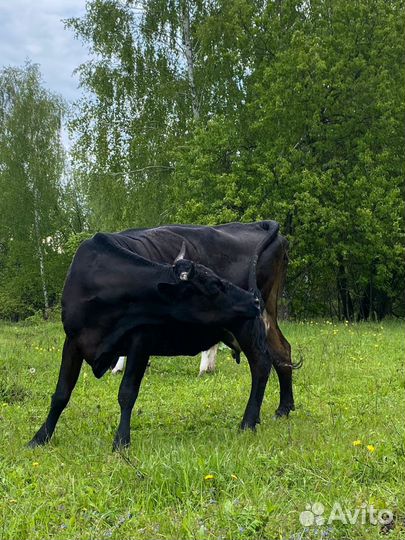Продам коров, телку, бычка