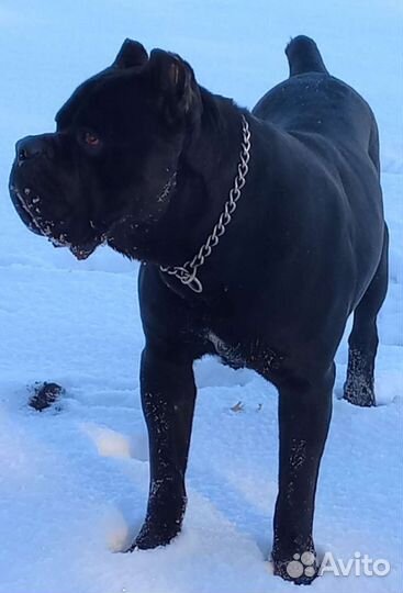 Вязка Кане Корсо