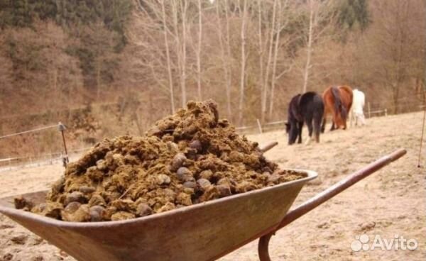 Перегной конский