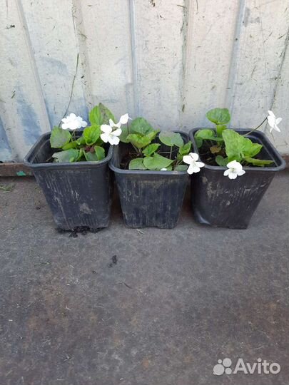 Фиалка садовая белая