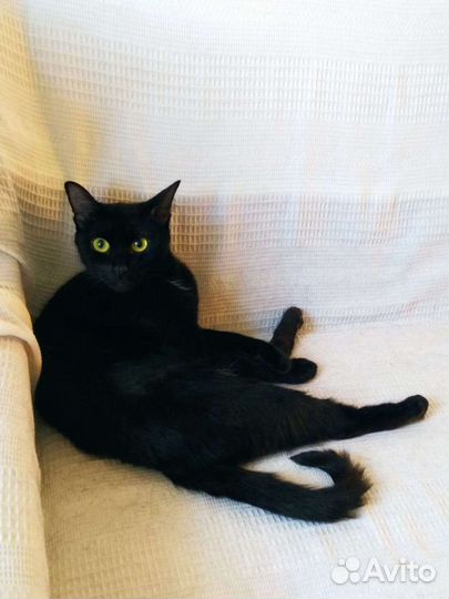 Кошка в добрые руки